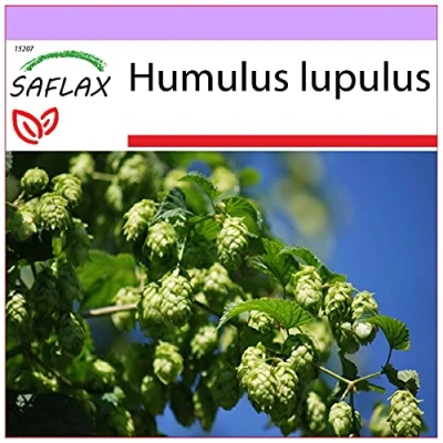 Imagen de SAFLAX Lúpulo 50 semillas Humulus lupulus