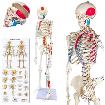 Imagen de YYSDH Tamaño 85cm Esqueleto Larp Modelo anatómico del Humano con los músculos, stents, Herramientas de enseñanza para la investigación médica