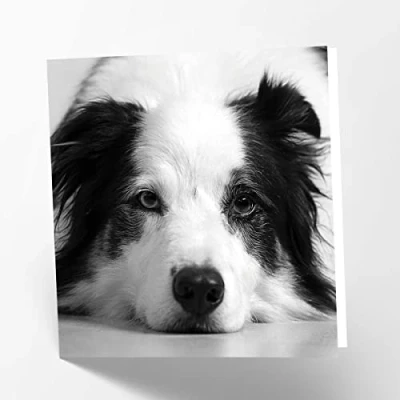 Imagen de Maturi Tarjeta de felicitación en blanco con imagen perro Border Collie