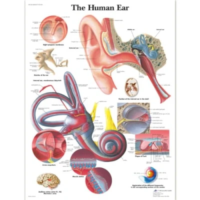 Imagen de 3B Scientific Vr1243L Anatomía Humana Tabla De Oído Humano, Versión Laminada