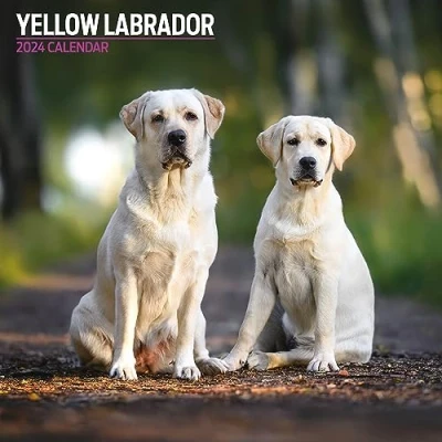 Imagen de Calendario tradicional 2024 amarillo labrador