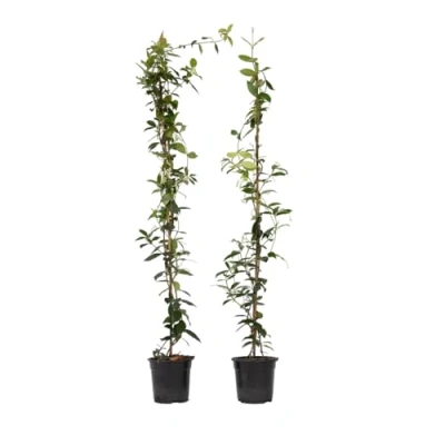 Imagen de Plant in a Box Trachelospermum jasminoides Jazmín Set de 2 Maceta 17cm Altura 110 120cm
