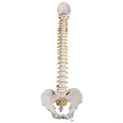 Imagen de 3B Scientific A58/1 Modelo Anatómico Humano Columna Vertebral Humana Flexible, Versión Clásica + App de anatomía gratuita Smart Anatomy