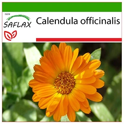 Imagen de SAFLAX Botón de oro 50 semillas Con sustrato estéril para cultivo Calendula officinalis