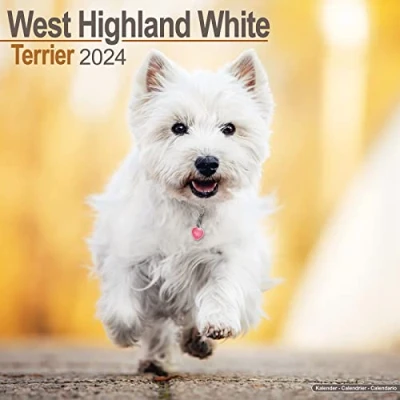 Imagen de West Highland Terrier Calendar 2024 Square Dog Breed Wall 16 Month
