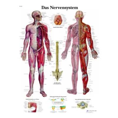 Imagen de 3B Scientific VR0620UU Póster del Sistema Nervioso Humano (en alemán Das Nervensystem)