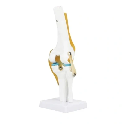 Imagen de Telituny Modelo de Rodilla Humana, 1:1 Funcional Tamaño Natura Articulación Humana Ligamento para Enseñanza Médica, Demostración Clínica, Niños Aprendizaje Educación Pantalla