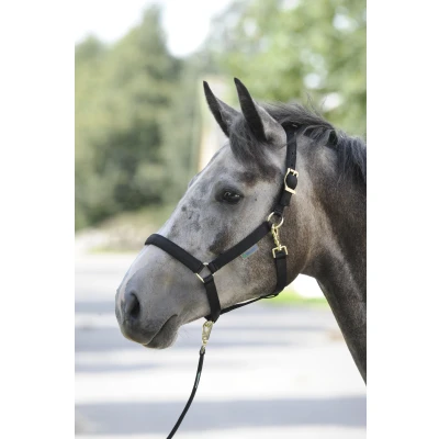 Imagen de Bucas Dumbbell Dublin Pony Negro