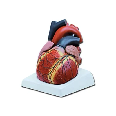 Imagen de Gima 40072 Modelo Corazón, 4 partes, paquete de 1 unidad