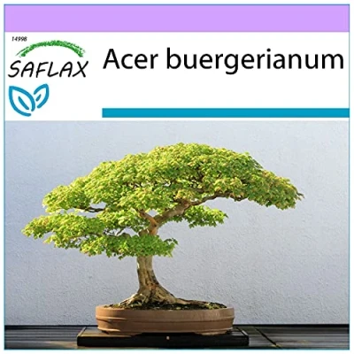 Imagen de SAFLAX Arce tridente 30 semillas Acer buergerianum