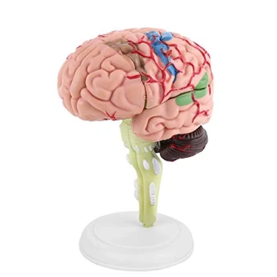 Imagen de 4D Modelo de Cerebro Desmontable Anatoma para Enseanza y Aprendizaje Anatomia