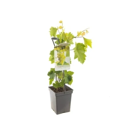 Imagen de Vitis Vinifera Natural Planta de Uva Blanca Saludable y Robusta