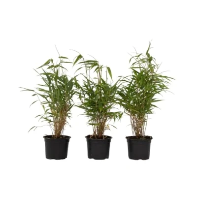 Imagen de Plant in a Box Bambú Fargesia Rufa Set de 3 No se extiende Verde Maceta 13cm Altura 25 40cm