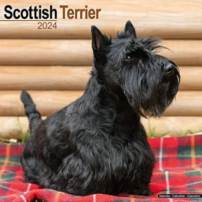 Imagen de Scottish Terrier Calendar 2024 Square Dog Breed Wall 16 Month