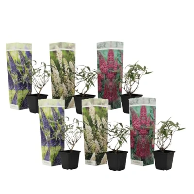 Imagen de Plant in a Box Buddleja Davidii Mix 6 diferentes arbustos de mariposa Maceta 9cm Altura 25 40cm