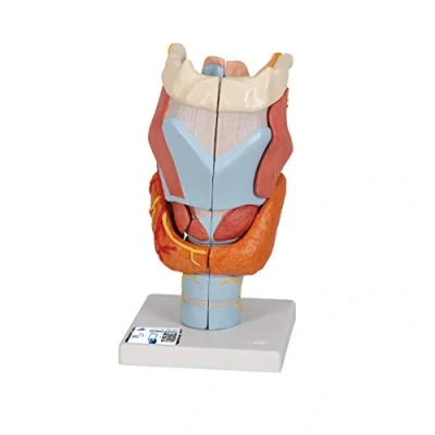 Imagen de 3B Scientific G21 laringe, 2 Veces Su Tamaño Natural, 7 Piezas + App de anatomía gratuita Smart Anatomy