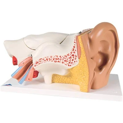 Imagen de 3B Scientific E11 Modelo de anatomía humana Oído, 3 Veces Su Tamaño Natural, 6 Piezas + App gratuita Smart Anatomy