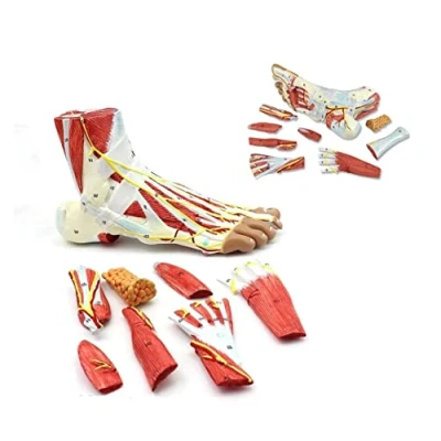 Imagen de UIGJIOG Modelo De Pie Derecho 9 Piezas Esqueleto Anatómico con Ligamentos, Músculos, Nervios Y Arterias, PVC, Tamaño Vida, para Profesionales Médicos Herramienta