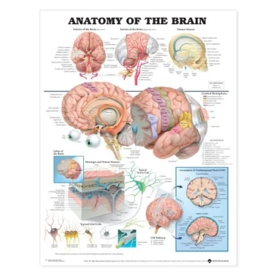 Imagen de Anatomical Chart La anatomía del cerebro