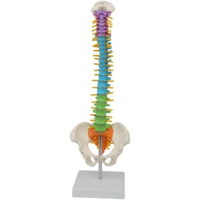 Imagen de LSOAARRT modelo de columna vertebral ultra flexible, esqueleto humano anatómico con fémur pelvis 45 cm tamaño real (A)