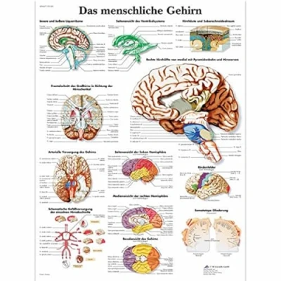 Imagen de 3B Scientific VR0615UU Tablero con la anatomìa del cerebro humano (en aleman)