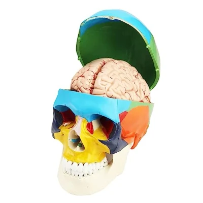 Imagen de QWORK® Modelo de cráneo 3 partes cerebro 8 con números 1:1 tamaño real