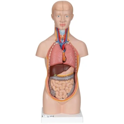Imagen de 3B Scientific B22 Modelo Anatómico Humano Mini torso, 12 Partes + App de anatomía gratuita Smart Anatomy