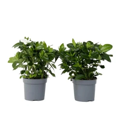 Imagen de Plant in a Box Set de 2 Gardenia Jasminoides Planta interior Cape Jasmin Maceta 13cm Altura 20 30cm