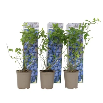 Imagen de Plant in a Box Arándano Set de 3 Vaccinium corymbosum resistente Maceta 9cm Altura 25 40cm