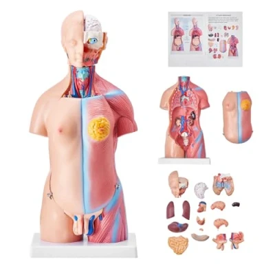 Imagen de VEVOR Modelo de anatomía del torso,Modelo Anatómico Esqueleto, 45 cm, Torso Humano 23 Piezas, Herramienta Enseñanza Educativa