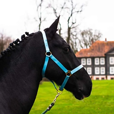 Imagen de Cabestro para Caballo de Sangre Caliente, Completa (Turquesa, Shetland Pony (Shetty))
