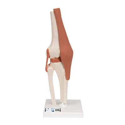 Imagen de 3B Scientific A82 Modelo Anatómico Humano de Articulación la Rodilla Humana, Funcional + App anatomía gratuita Smart Anatomy
