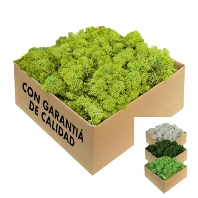 Imagen de GJS Musgo islandés conservado en 200 g/500 g/1 kg/4 kg para imágenes de musgo, como decoración o manualidades (verde claro, 500 g)