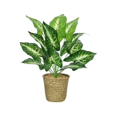 Imagen de Planta calathea 42cm con macetero de mimbre