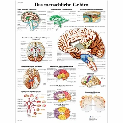 Imagen de 3B Scientific Póster explicativo sobre el cerebro humano (en alemán Das menschliche Gehirn)