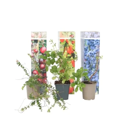 Imagen de Plant in a Box Superfruit Mezcla de 6 Frutales Lycium barbarum, vaccinium corymbosum, macrocarpon Maceta 9cm Altura 25 40cm