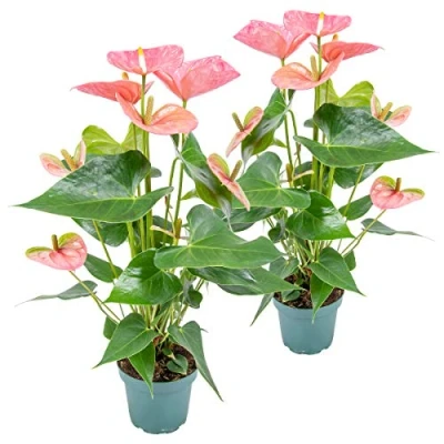 Imagen de Anthurium &#039;Aristo&#039; Pink Planta de flamenco (2 unidades, 12 cm, 30 40 cm), color rosa