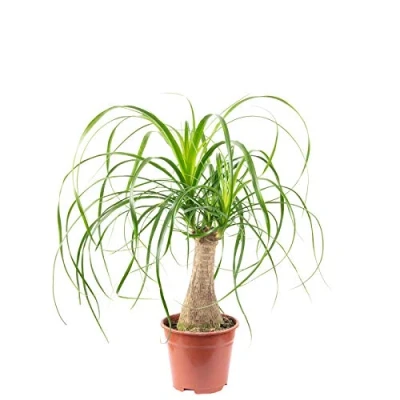 Imagen de Beaucarnea a 1 tronco pianta da interna facile curare, altura aprox. 40 cm, diametro del vaso 14 cm