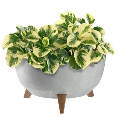 Imagen de KADAX maceta de plástico con tres soportes, cuenco redondo para flores, macetero, balcón, salón (gris, 39,5 cm)