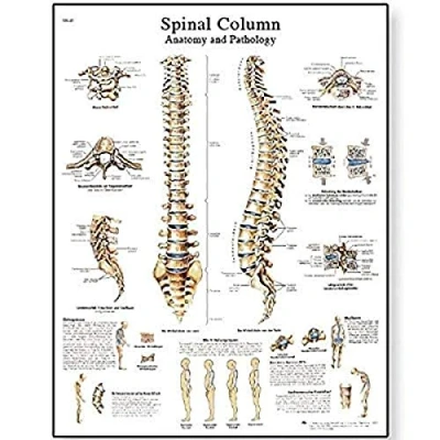 Imagen de 3B Scientific Tabla de columna vertebral, VR1152UU