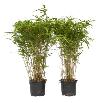 Imagen de Plant in a Box Fargesia nitida &#039;Gansu&#039; Bambú que no crece Set de 2 Maceta 17cm Altura 50 70cm