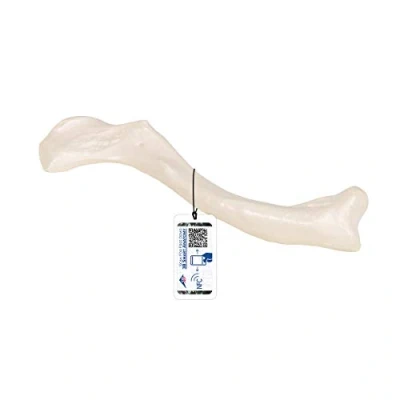 Imagen de 3B Scientific A45/5 Modelo de anatomía humana Clavícula + App gratuita Smart Anatomy